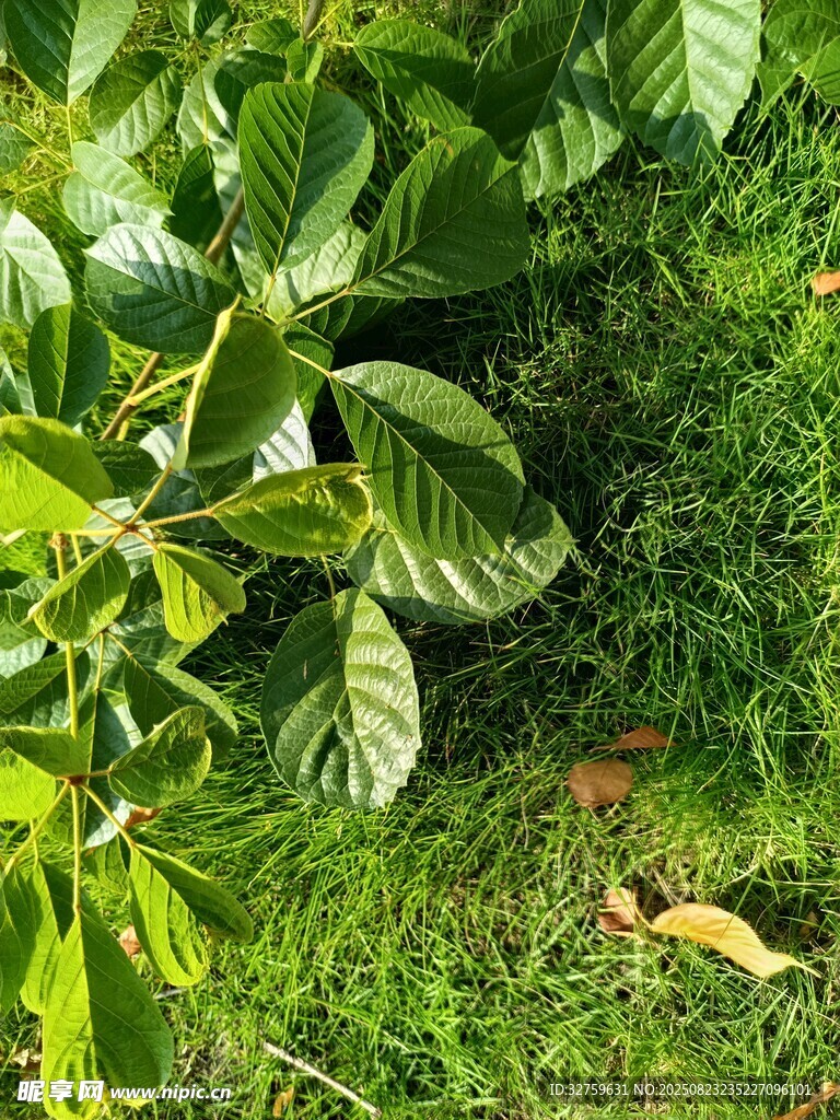 綠葉繁茂的自然植物景象