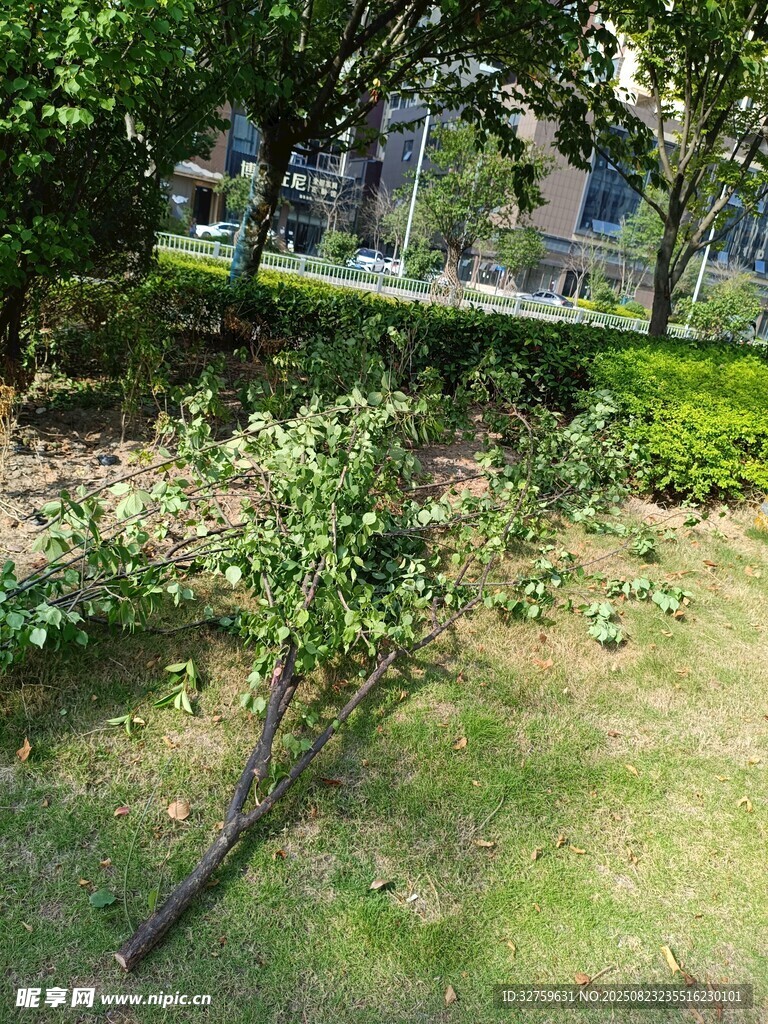 公園內(nèi)的綠植景觀