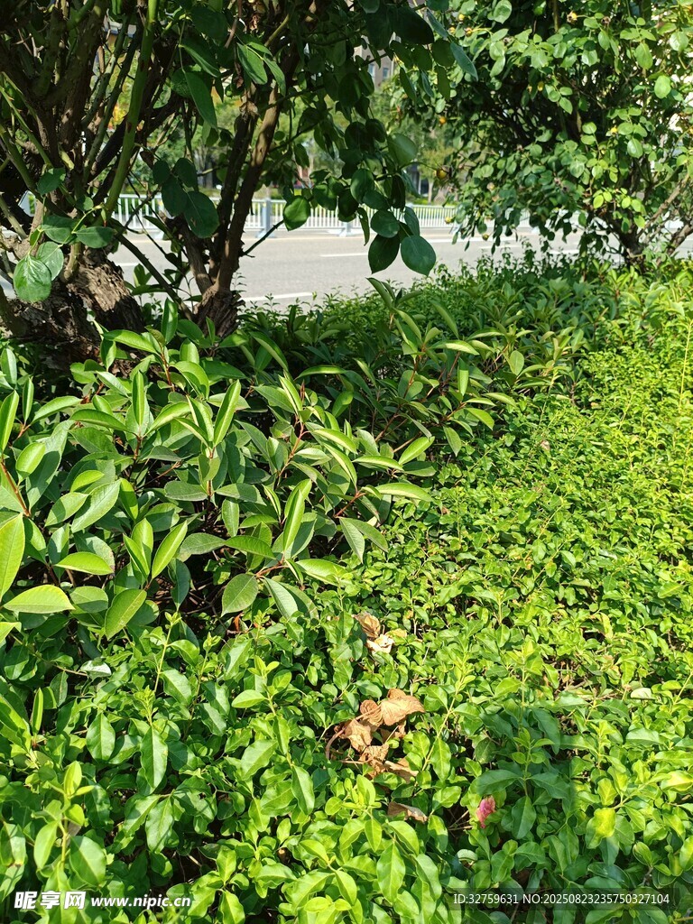 綠意盎然的繁茂植物景觀