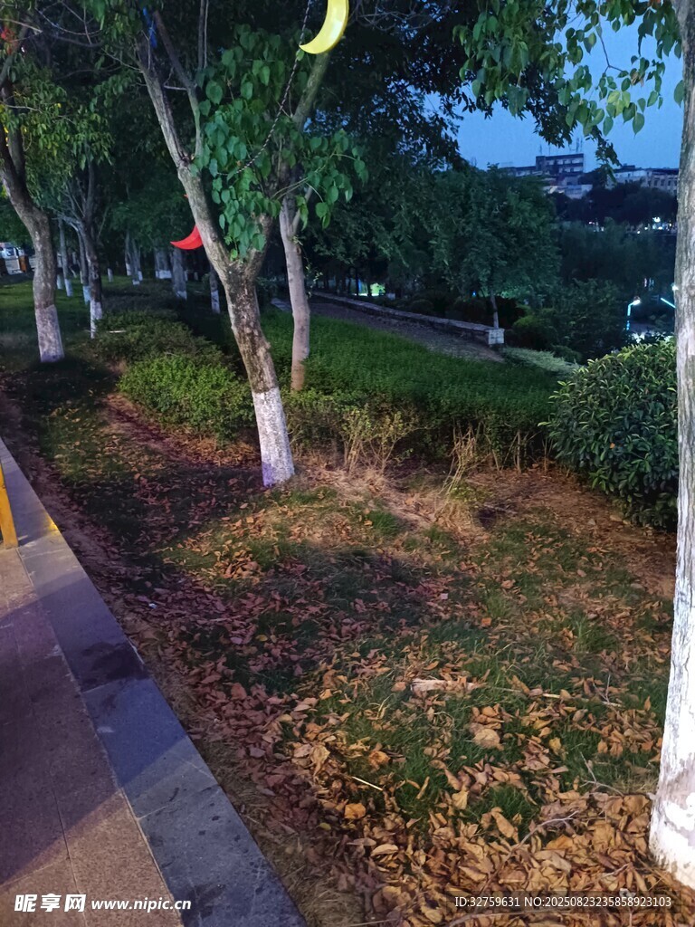 路邊綠化帶夜景