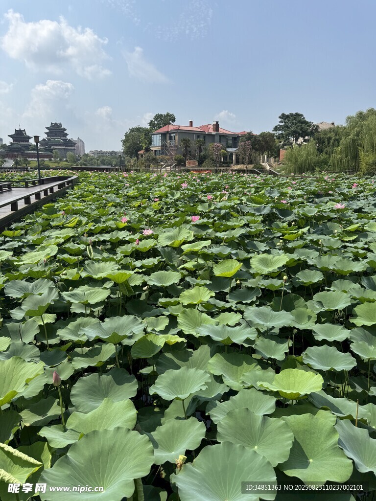 荷塘上的古樸建筑景觀