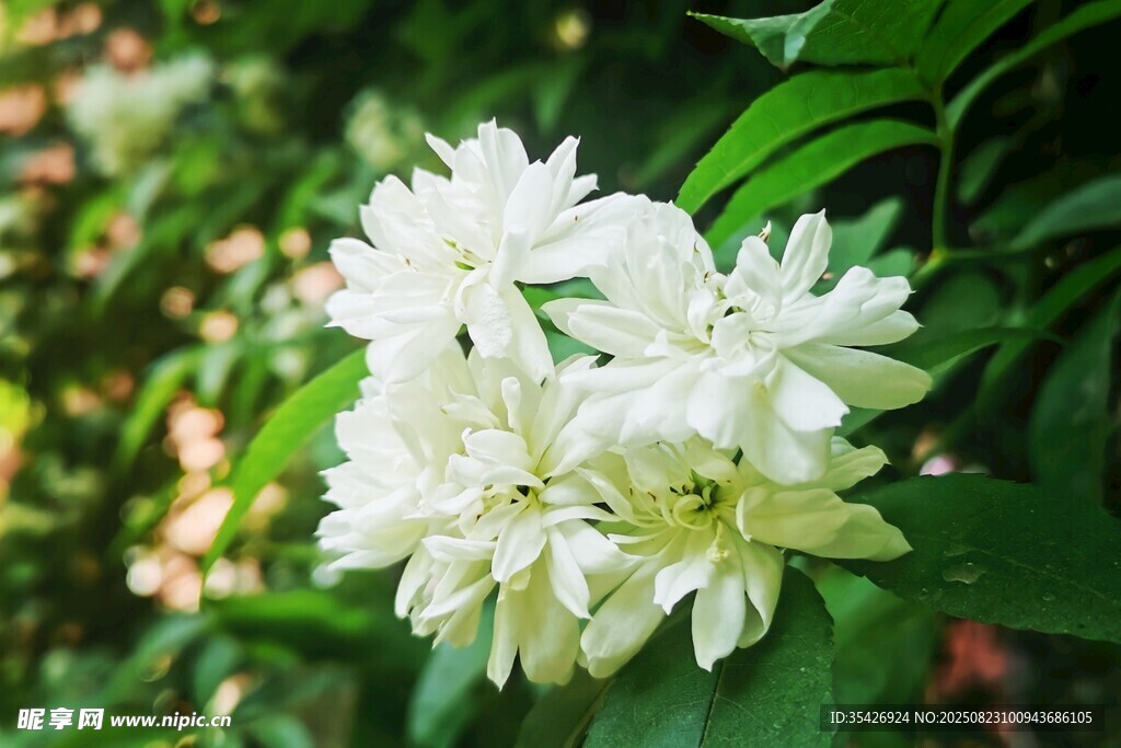 潔白茉莉花綻放綠葉間