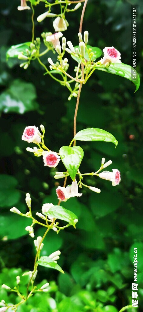 粉色小花攀附綠植