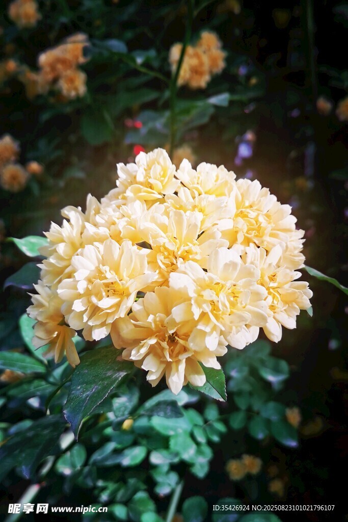 黃色繁花綻放