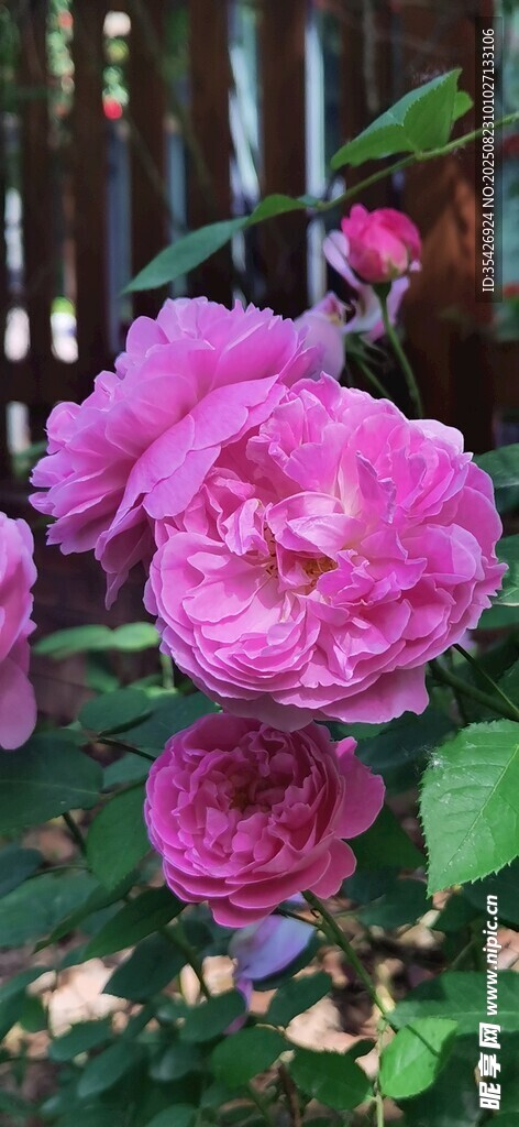 嬌艷盛開(kāi)的粉色月季花