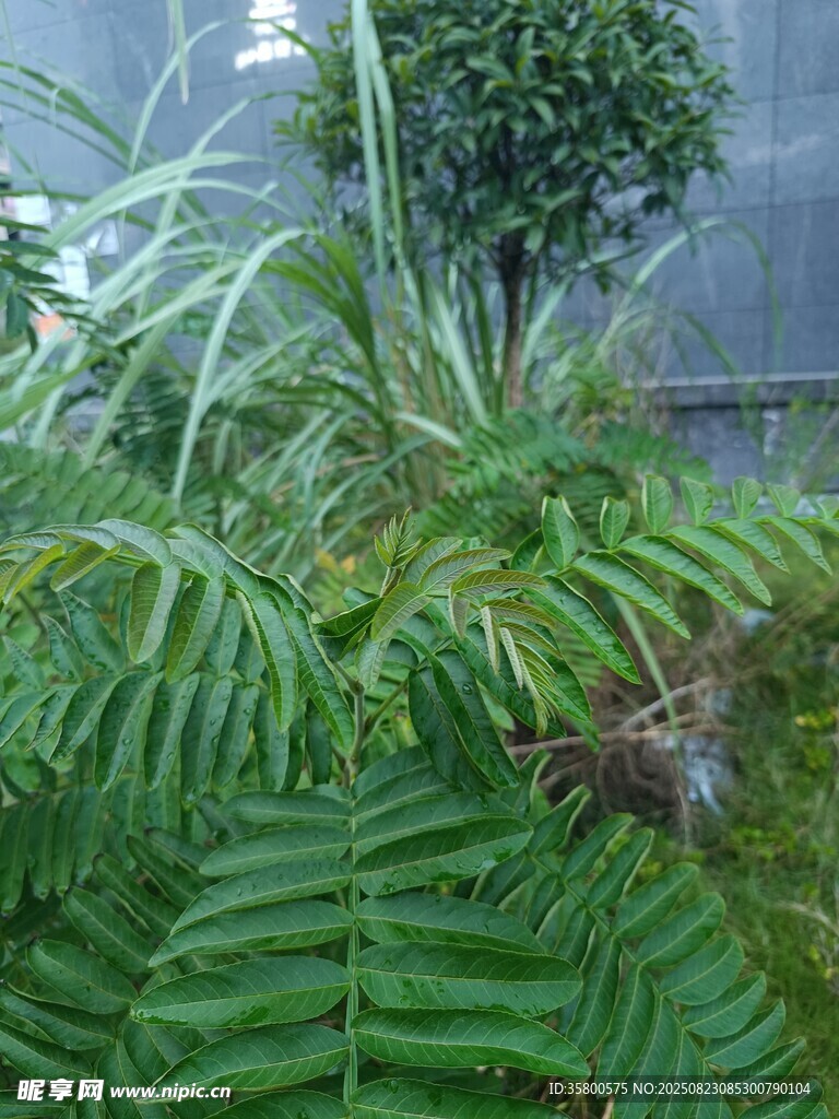繁茂綠植 