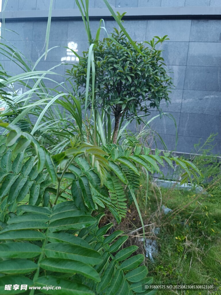 庭院綠植景觀