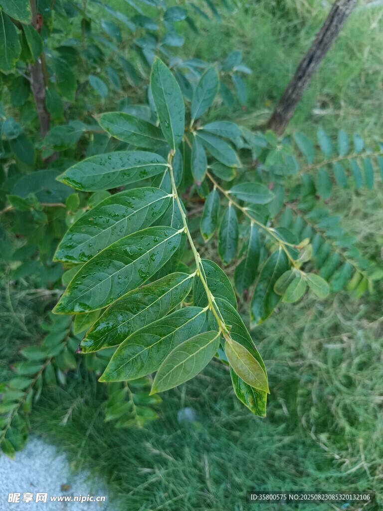 翠綠葉片特寫