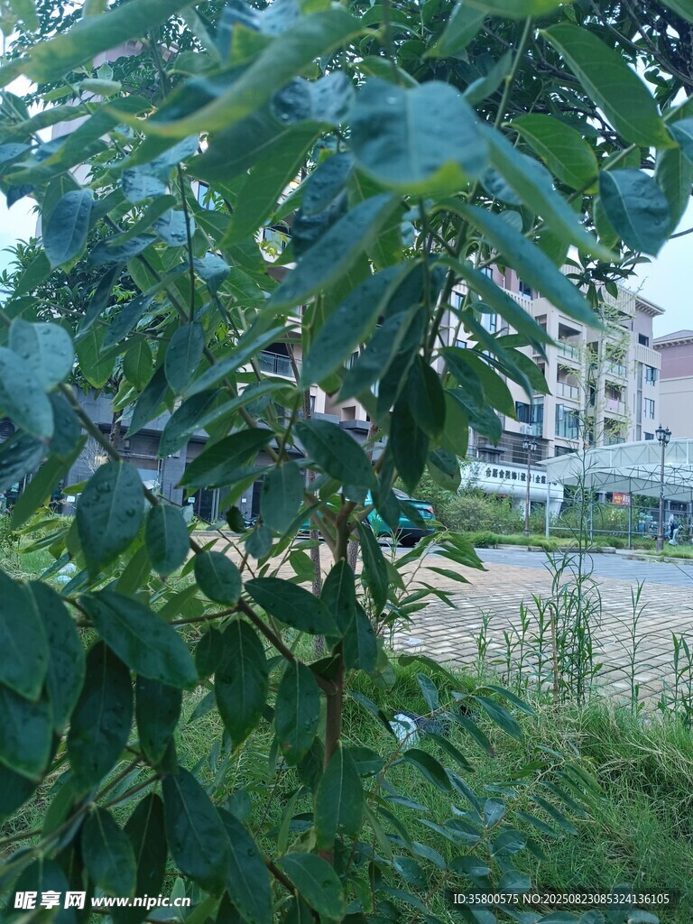 綠葉繁茂的樹旁建筑遠(yuǎn)景