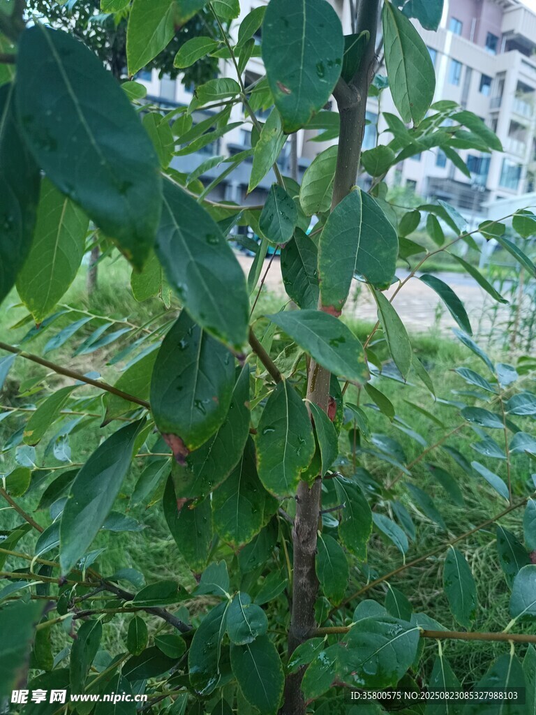 綠葉繁茂的植物景象