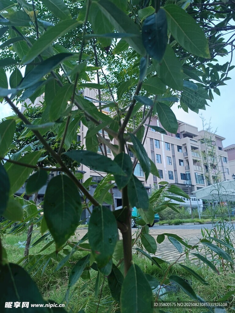 綠葉繁茂的植物與遠(yuǎn)處樓房