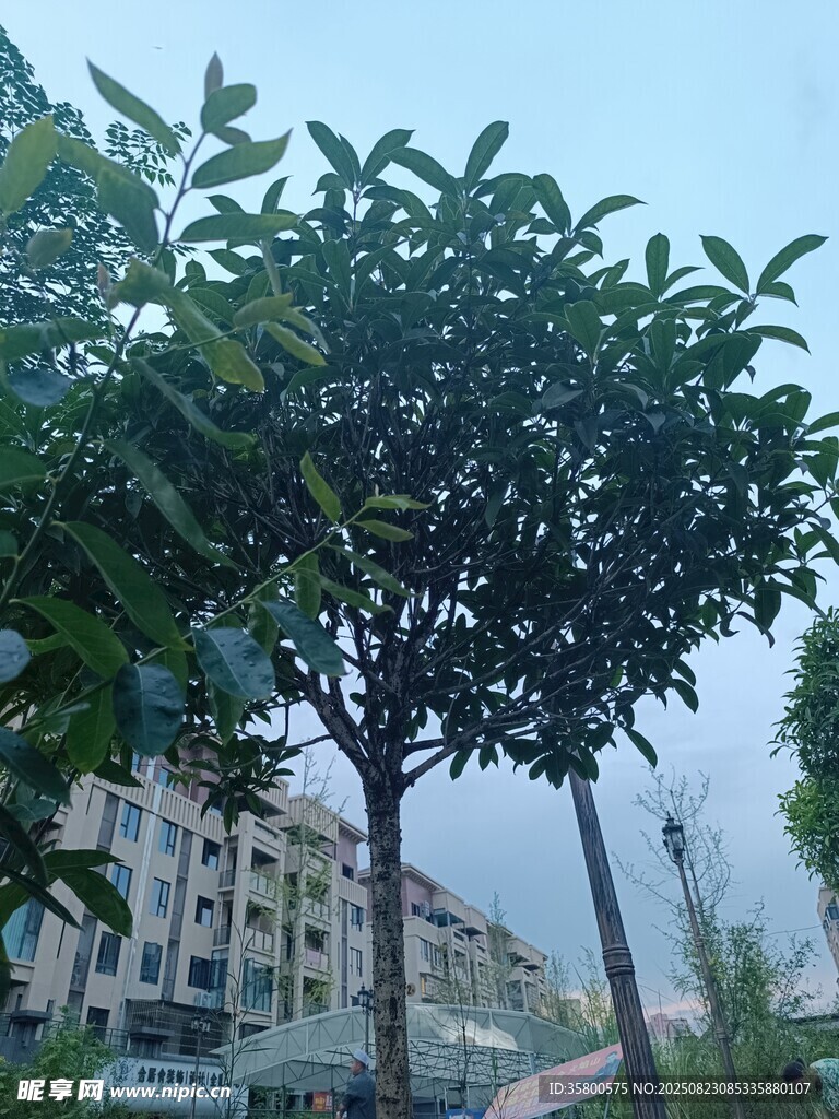 城市中的綠樹與建筑景觀
