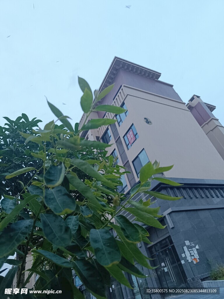 樓前綠植環(huán)繞的建筑