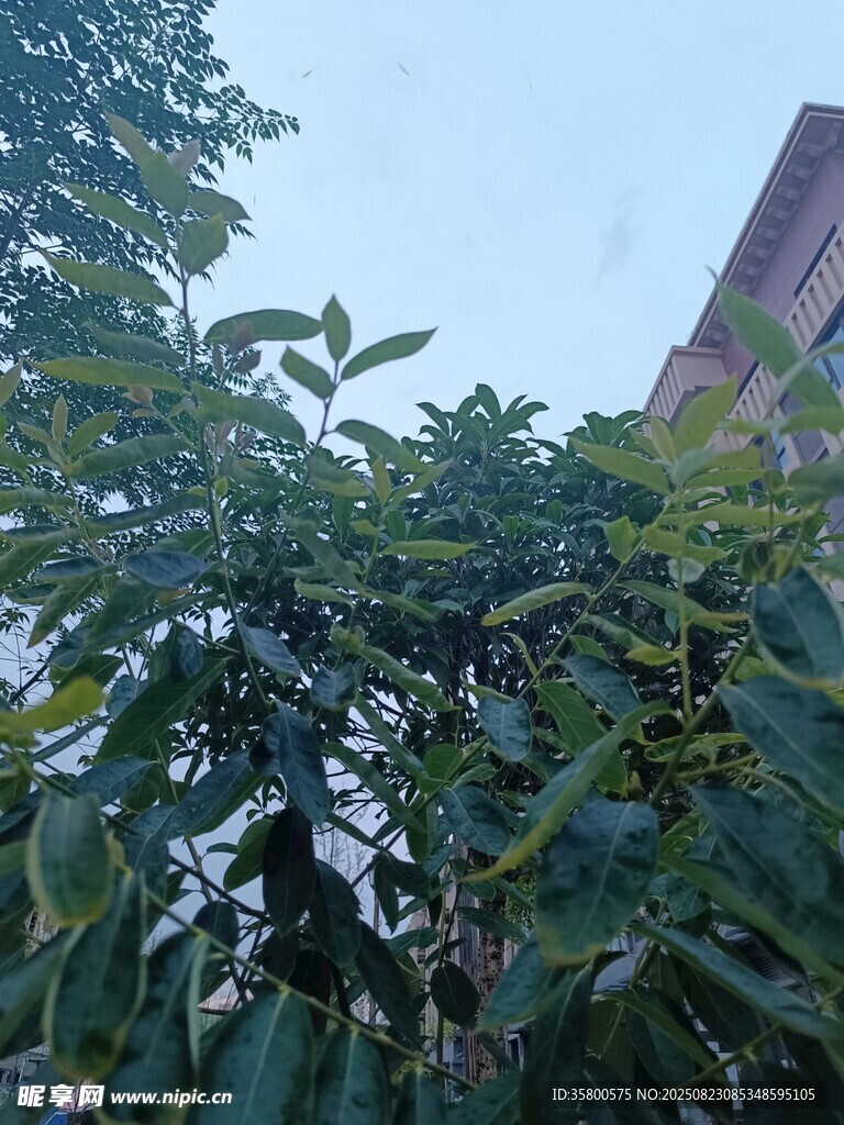 綠葉繁茂的樹木