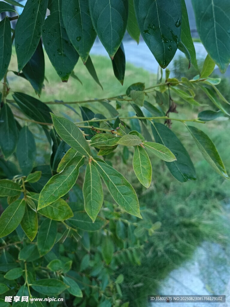 綠葉間的自然清新景致