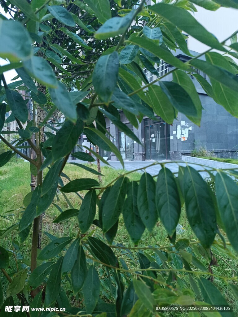 綠葉繁茂的自然景致