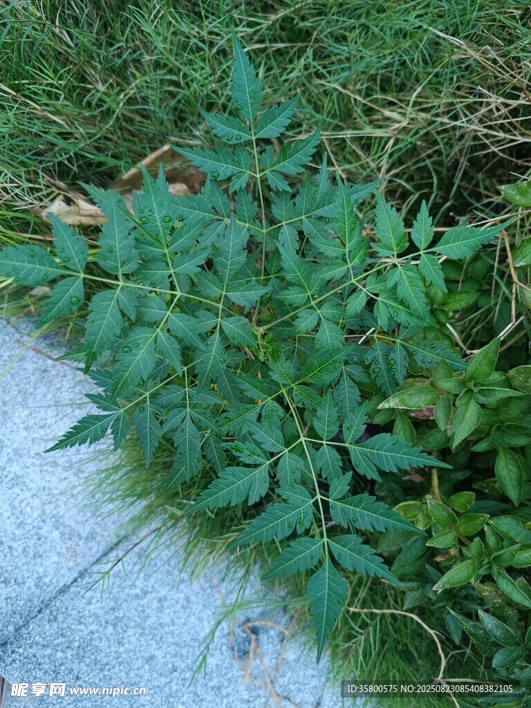 路邊生長(zhǎng)的綠色植物