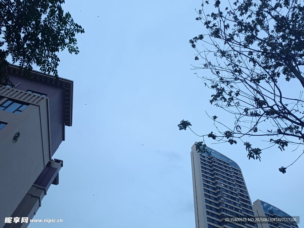 仰望城市建筑與樹梢
