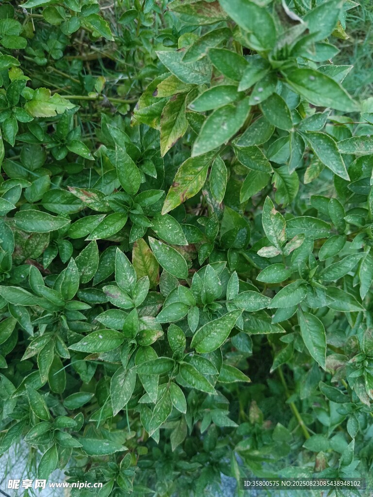 翠綠繁茂的植物景觀