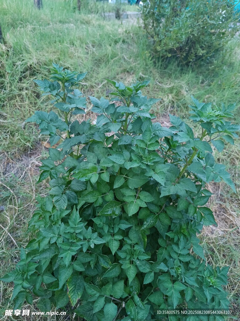 茂盛綠植