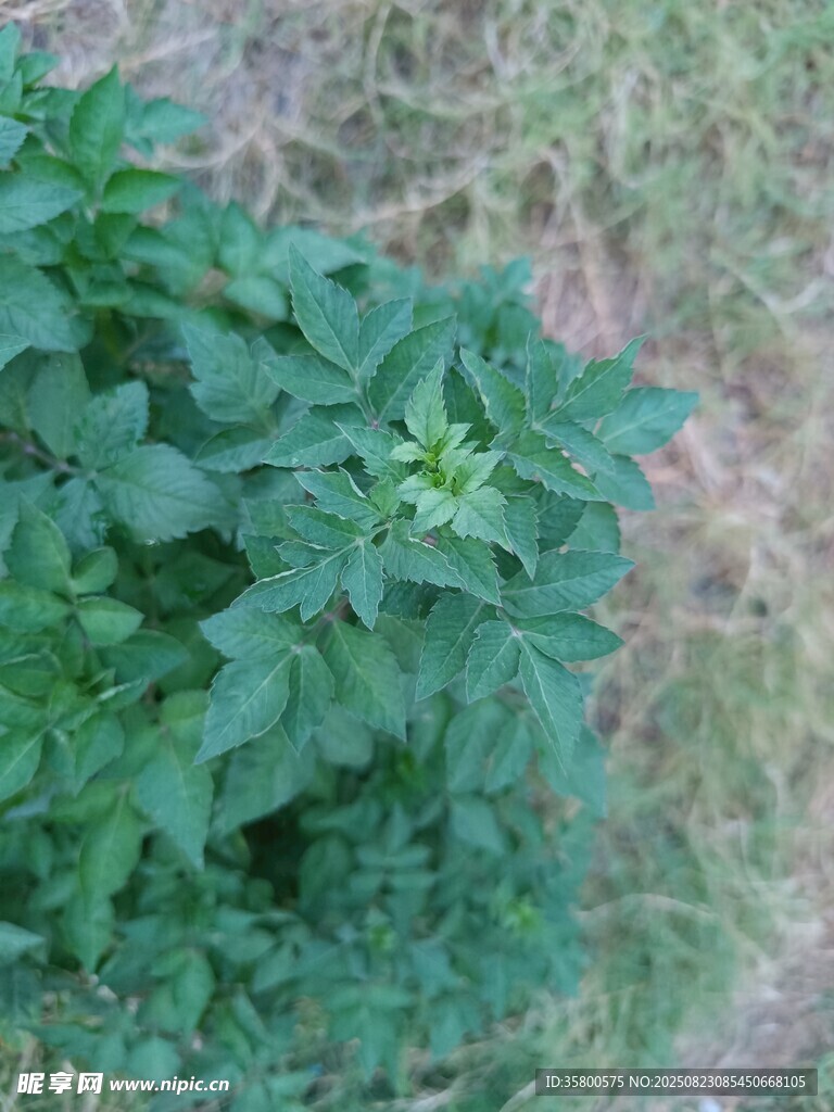 綠葉繁茂的綠色植物