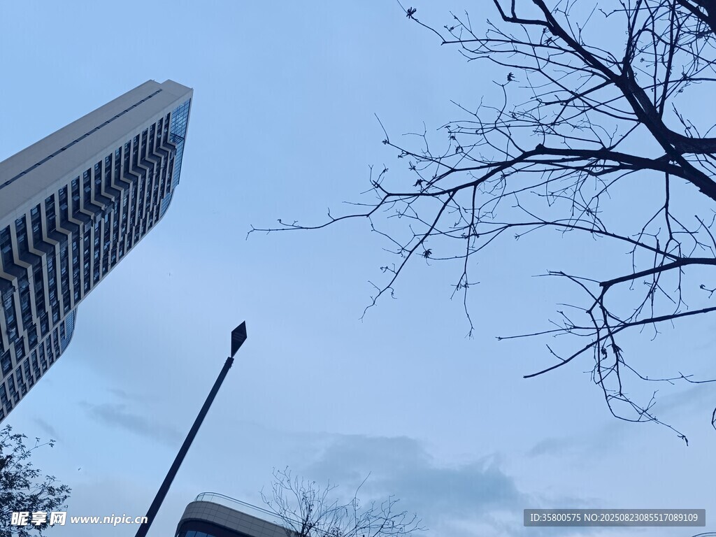 城市中高聳建筑與光禿樹枝