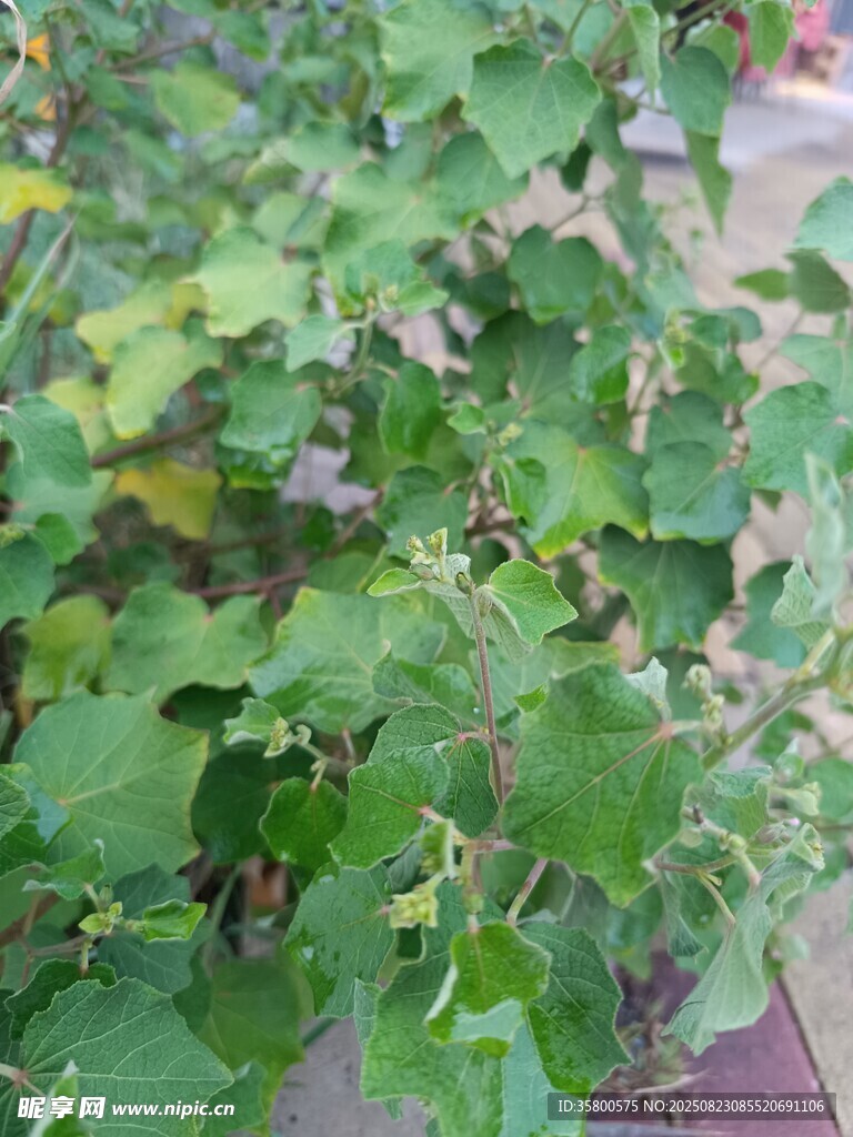 綠葉繁茂的植物景觀