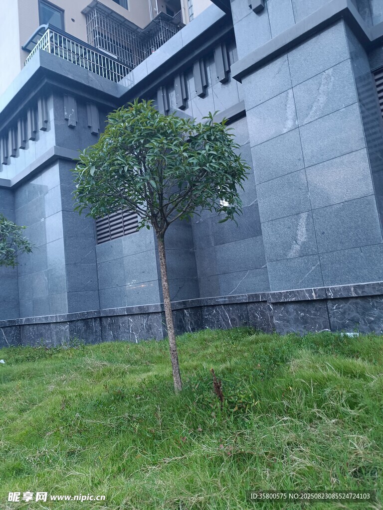 墻邊小樹與草地景觀