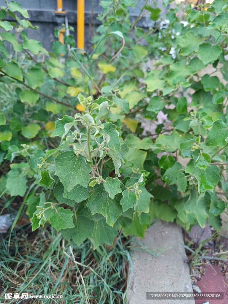 綠葉植物生機(jī)盎然景象