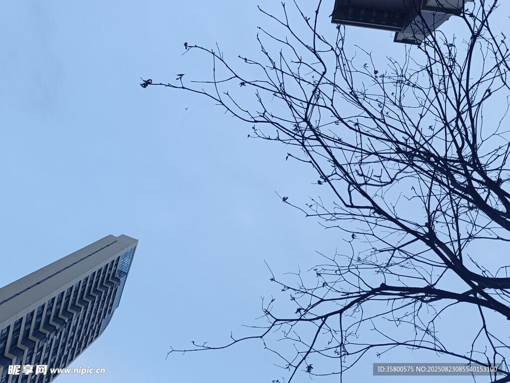 仰視高樓與枯樹枝干