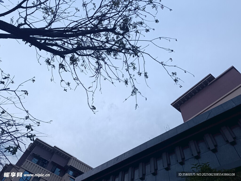 樹枝下的建筑物一角