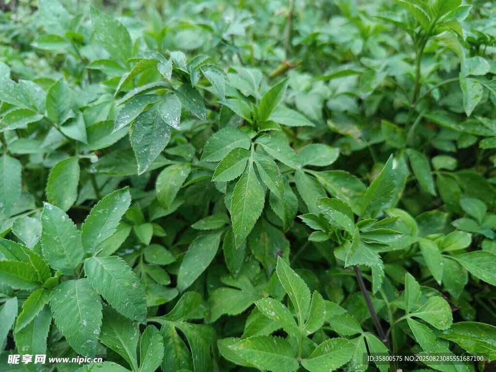 茂盛的綠色植物景觀