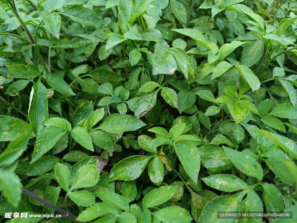 翠綠繁茂的綠葉植物