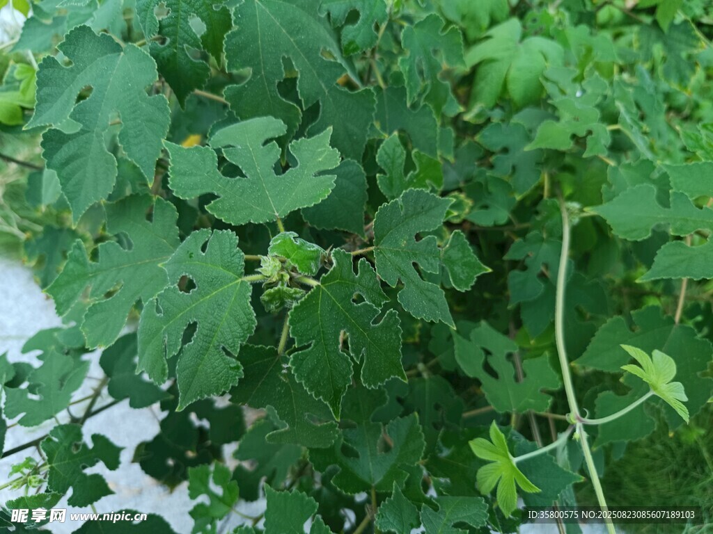 翠綠藤蔓植物生機盎然