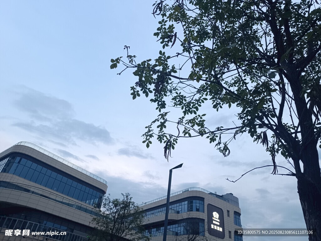 城市樓宇旁的綠樹與天空