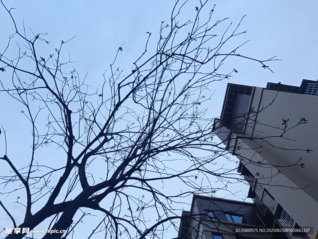 冬日枯樹(shù)旁的樓宇