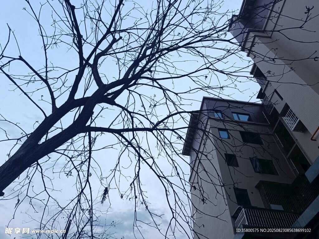 冬日枯樹旁的老舊建筑