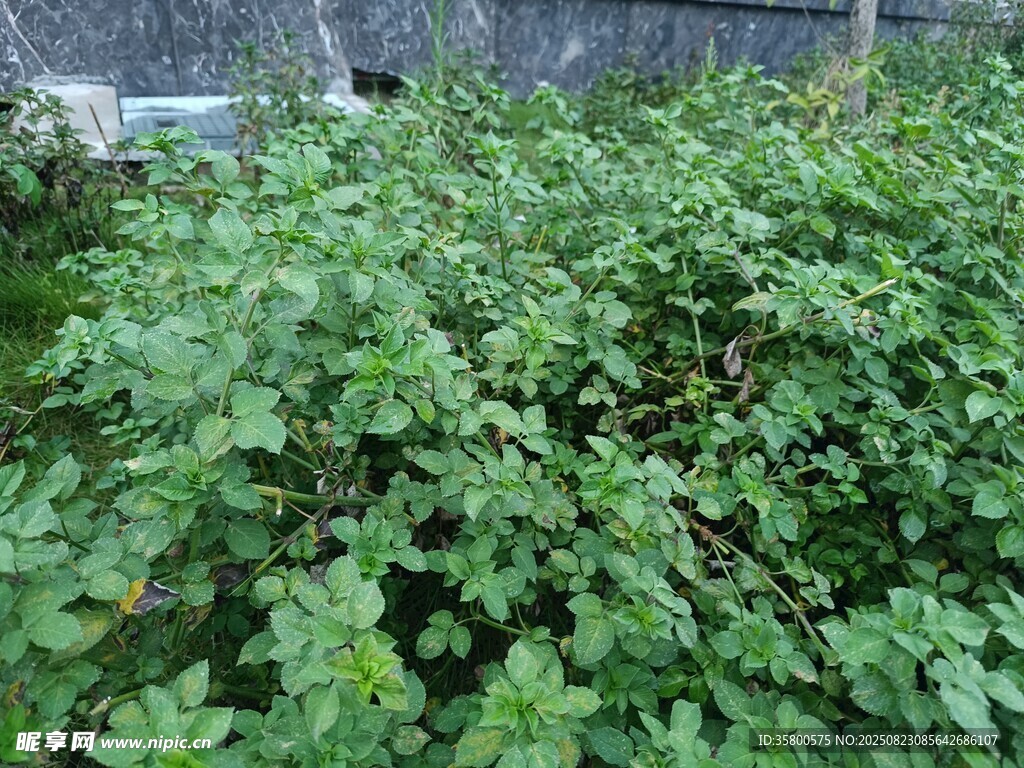 繁茂綠植景觀