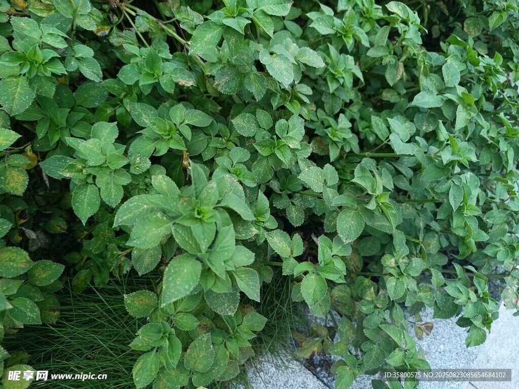 翠綠繁茂的植物景觀