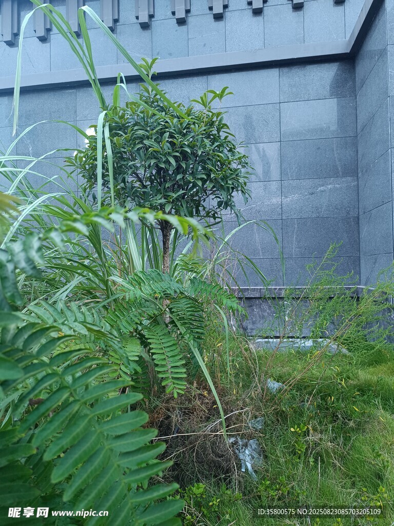 墻邊綠植景觀