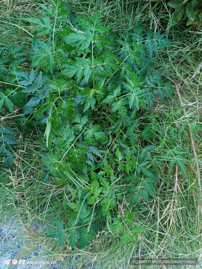 野外叢生的綠色蕨類植物