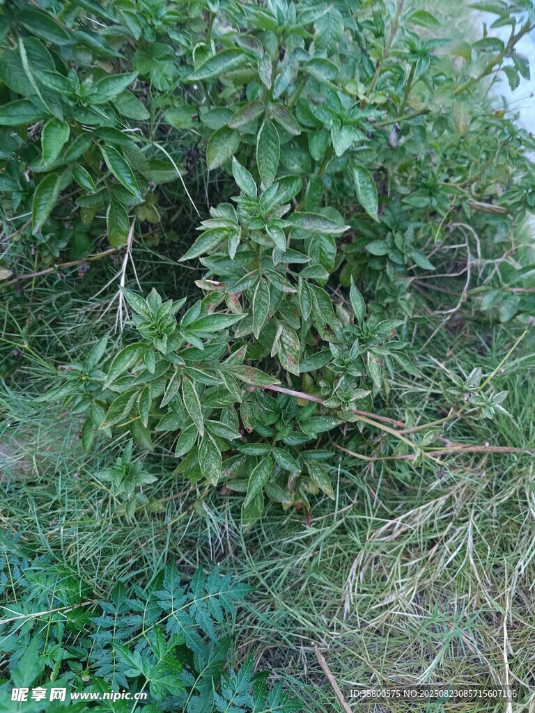 野外繁茂的綠色植物叢