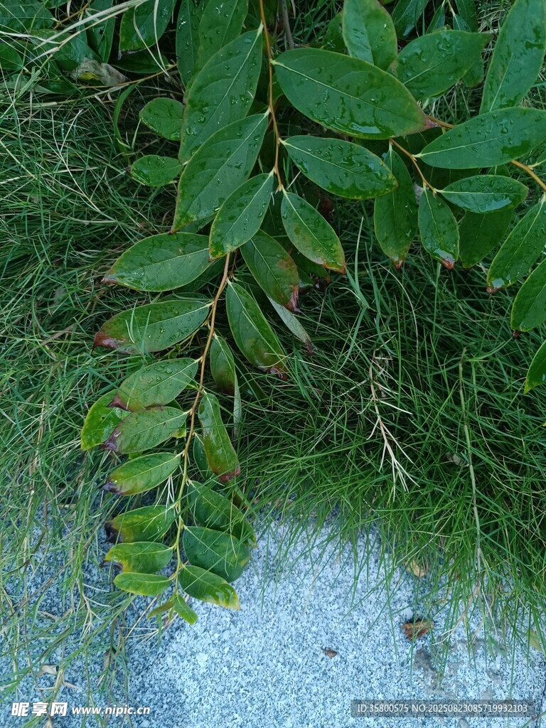 翠綠藤蔓垂于草叢間