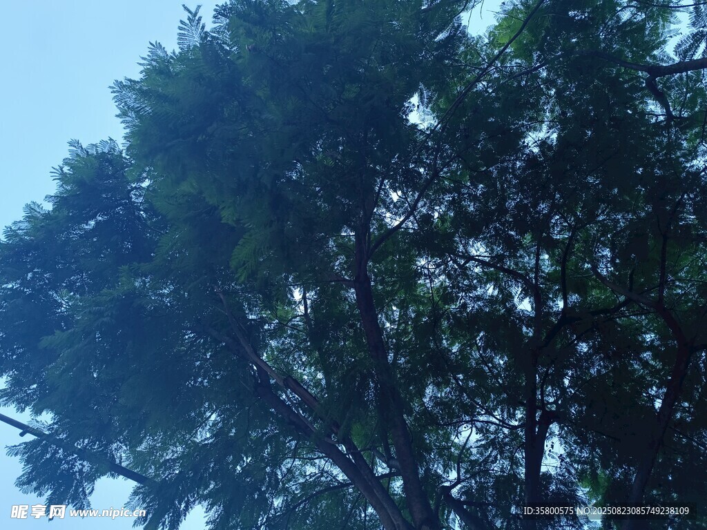 仰視蔥郁大樹