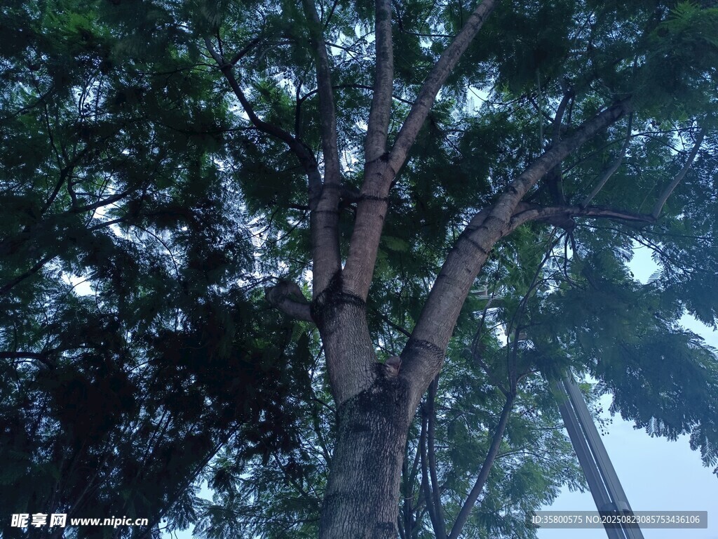 仰視繁茂大樹樹冠