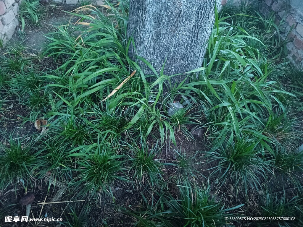 樹下蔥郁綠植