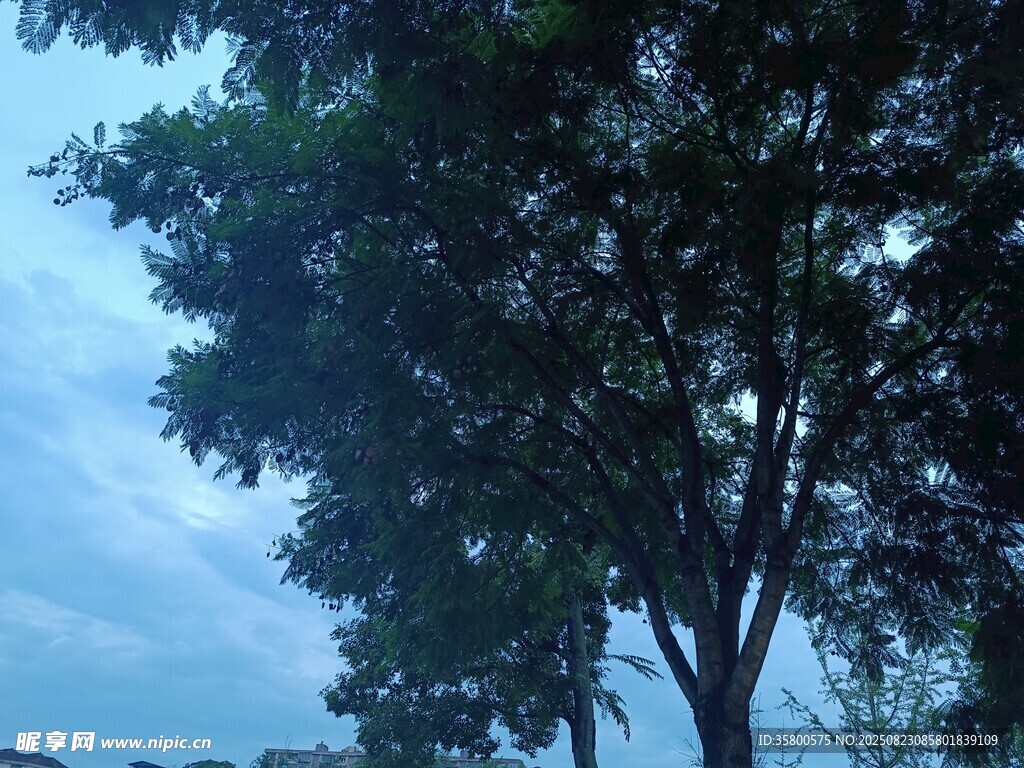 藍天綠樹風景