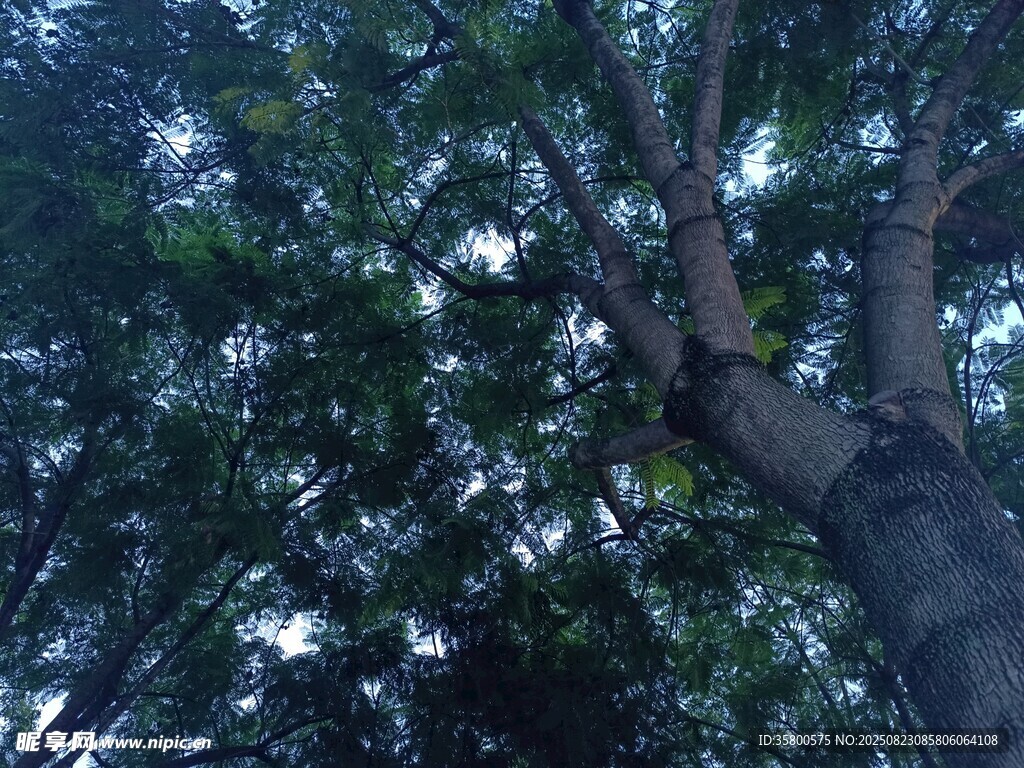 仰視繁茂大樹(shù)的美麗景象