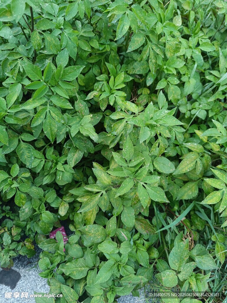 翠綠繁茂的植物景觀