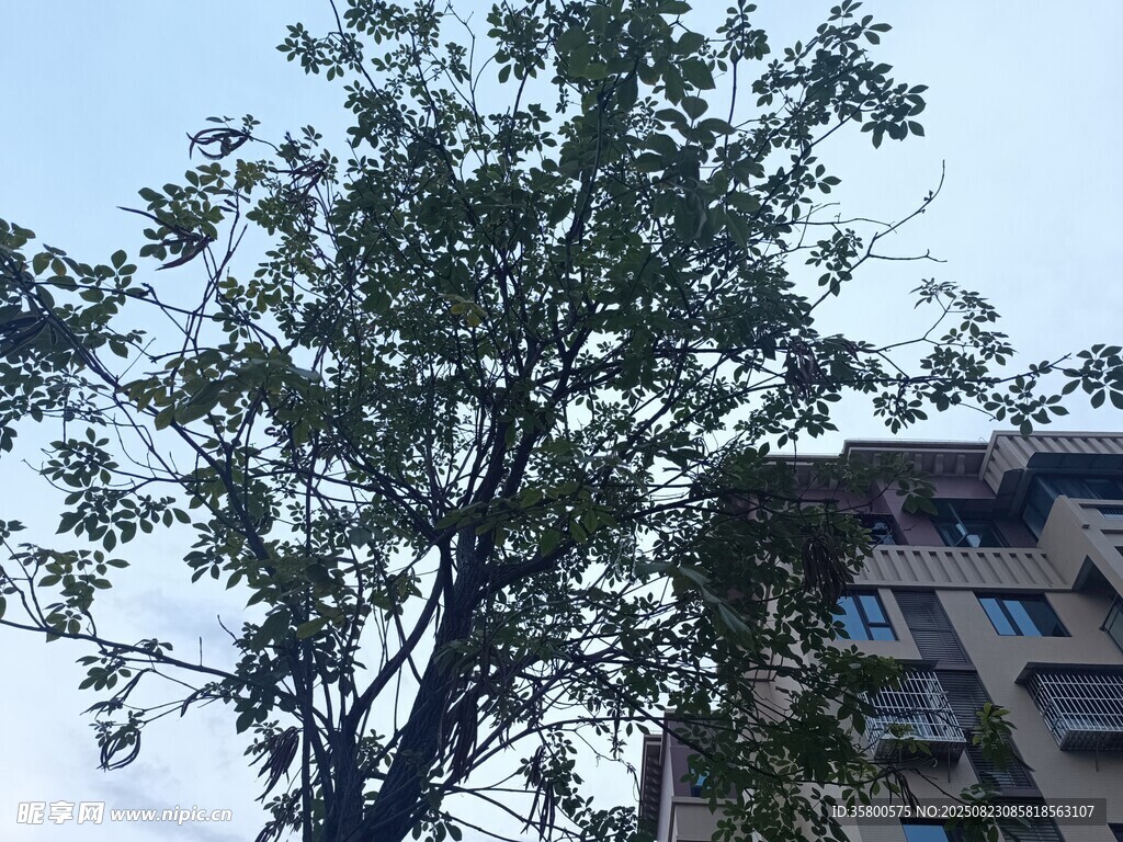 高樓旁枝葉繁茂的大樹(shù)
